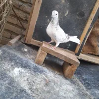 کبوتر‌پرشی ماده کاشانی