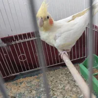 طوطی ماده|پرنده|بهبهان, |دیوار