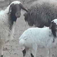 شیشک زائیده با بره ماده