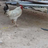 خروس