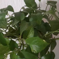 گل های زیبا و سر حال|گل و گیاه طبیعی|مهاجران, |دیوار