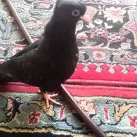 دو عدد کبوتر سبز آبادانی