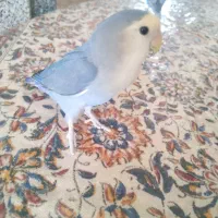 طوطی کتوله رام رام|پرنده|زرند, |دیوار