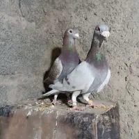 کفتر اوغون|پرنده|ملک‌آباد, |دیوار