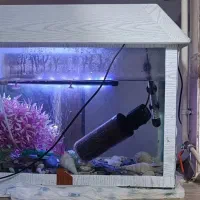 آکواریوم|ماهی|بندرعباس, |دیوار