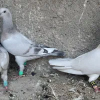 جوجه ابگل