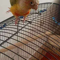 گرینچیک|پرنده|قرچک, میرزائی شمالی|دیوار