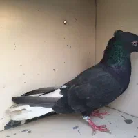 کفتر غریب گیری