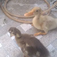 اردک اصل وارداتی