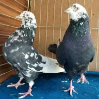 جفت رستاخیز