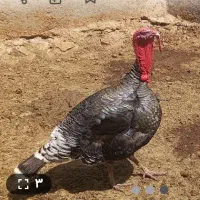 بقلمون نر یک سال ۳۵۰۰