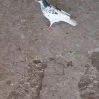 کبوتر