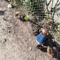 (جوجه ) فروش فوری به دلیل کمبود جا|حیوانات مزرعه|لنگرود, |دیوار