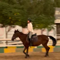 اسب ترکمن اصیل و کره یک سر خارجی