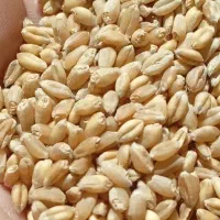 بذر گندم پیشگام