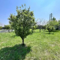 فروش زمین و باغ مرکبات برای سرمایه گذاری|فروش زمین و ملک کلنگی|امامزاده عبدالله, |دیوار