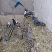 ۱۰تا کفتر پرشی پلاکی