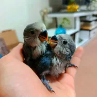 دو عدد جوجه طوطی برزیلی دستی