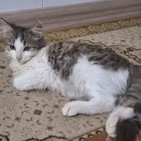 دوتا گربه خونگی|گربه|رشت, رودبارتان|دیوار