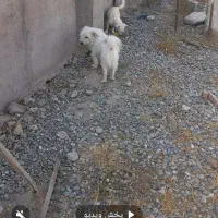 سگ پامرشیتزو نر