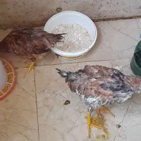 مرغ و خروس