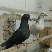 جوجه کفتر و جوجه پلاکی وگرفتنی