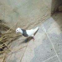 کفتر