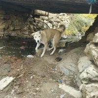 سگ3ساله|سگ|سردشت, |دیوار