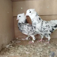 کبوتر شازده سرور