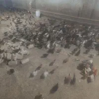 جوجه دوماهه اصلاح نژاد