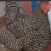 مرغ محلی گم شده