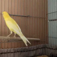 تعدادی قناری1400