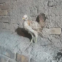 نیمچه