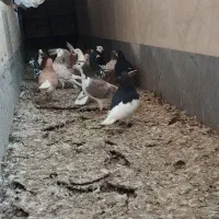 کبوتر|پرنده|مرودشت, فاز دوم شهرک فرهنگیان|دیوار