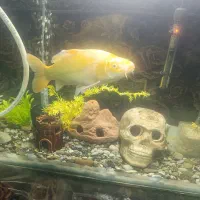 کوی باله بلند۲عدد