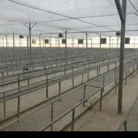 حراست گلخانه