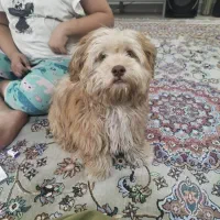 این سگ پیدا شده