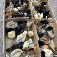 دورگ مشکی و جوجه های دیگر ارسال از قم