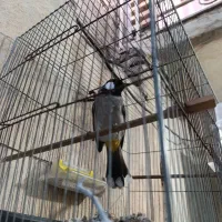 قناری درختی