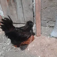 مرغ و خروس سلطان و لهستانی