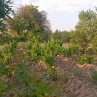 فروش-1000متر-باغ-زرندیه-رازقان