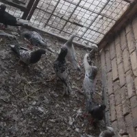 کبوتر دورگ