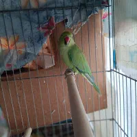 ملنگو نر ماده