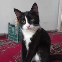 سلام.دوتا گربه نر