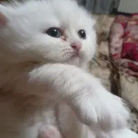 گربه|گربه|تبریز, |دیوار