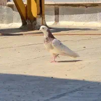 کفتر.|پرنده|سیرجان, |دیوار