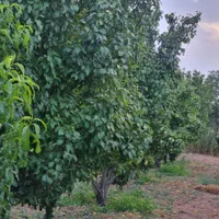 باغ گلابی و شلیل شمس|فروش دفتر صنعتی، کشاورزی، تجاری|کرج, فاز ۴ مهرشهر|دیوار