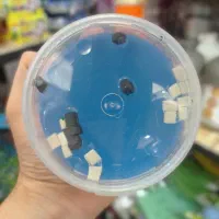 اسلایم پاستیلی ۲ عددی|اسباب‌‌بازی|مشهد, عیدگاه|دیوار