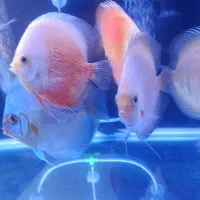 دیسکس نژاد خاص