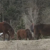 گله اسب ۹ تایی|اسب و تجهیزات اسب‌سواری|پول, |دیوار